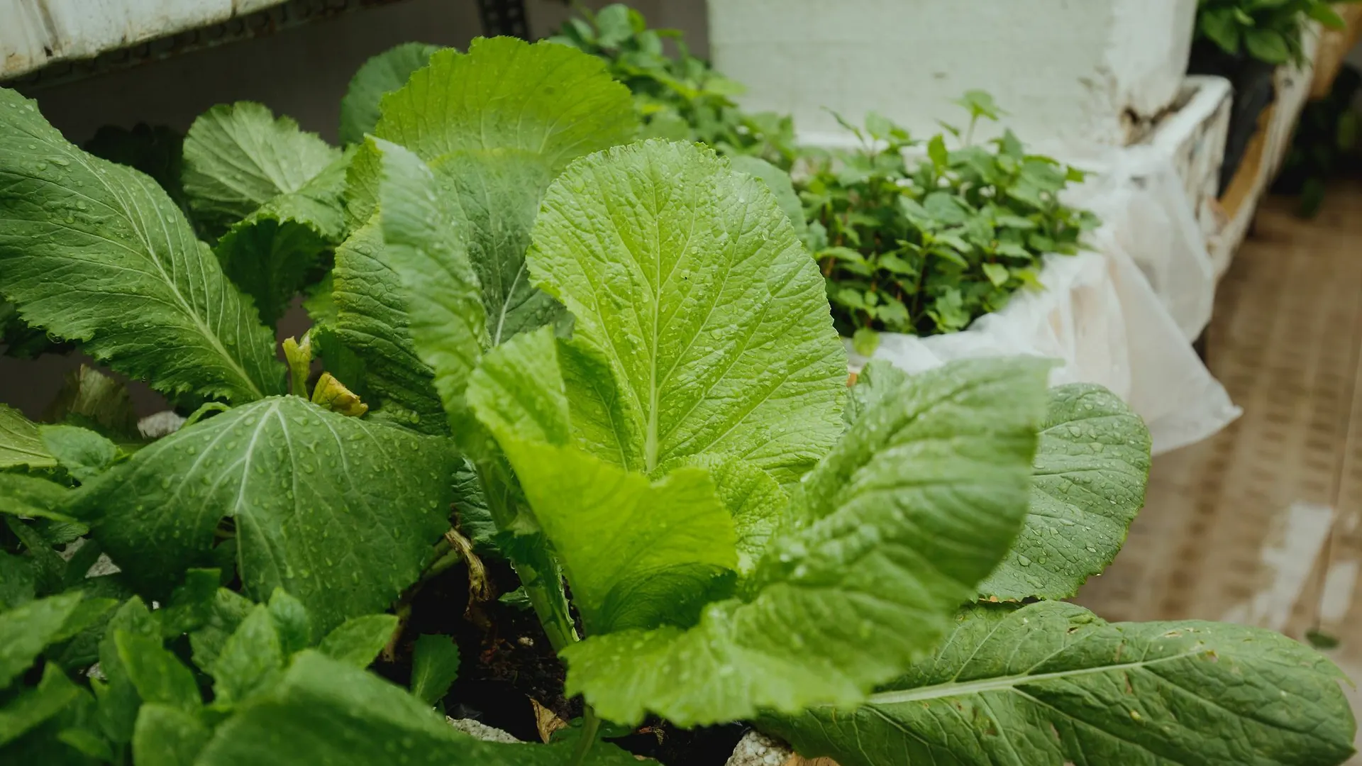 Homestay Urban House Saigon 2 Apartment Ho Chi Minh City